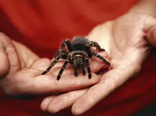 Insects and Spiders Pets Guide for Beginners