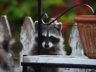 The Best Diet for a Pet Raccoon