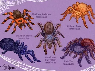 11 Best Tarantula Species to Keep as Pets