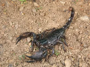 8 Top Scorpion Species Suitable as Pets