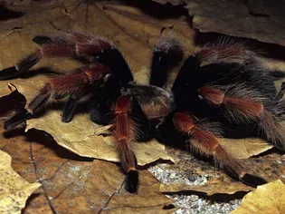 How to Care for a Pet Mexican Redleg Tarantula