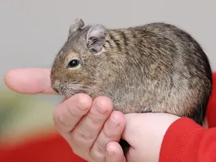 Should You Keep a Degu as a Pet?