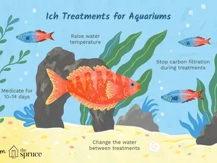 How to Treat Ich on Freshwater Fish