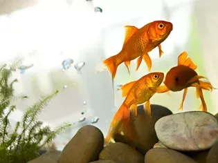 How to Do Aquarium Water Changes