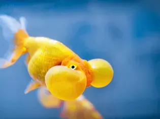 Bubble Eye Goldfish: Fish Species Profile