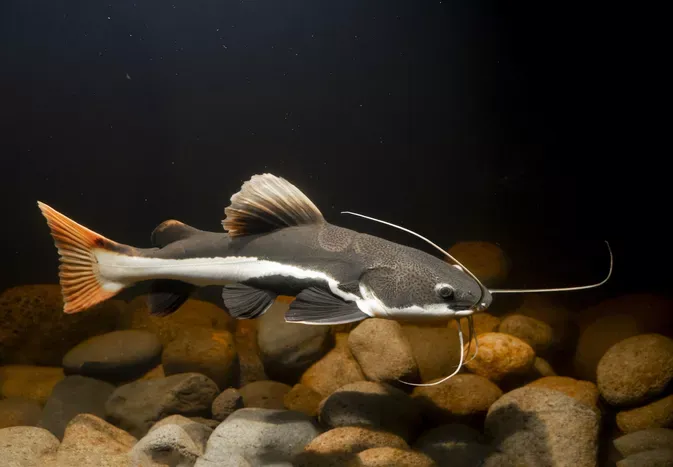 Can You Keep a Catfish as a Pet?