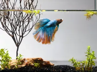 Is My Betta Fish Too Fat?