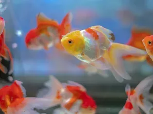 What Food Is Healthy For Goldfish?