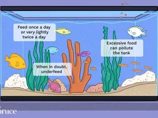 Determining How Much to Feed Aquarium Fish