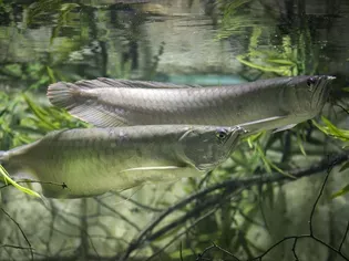 Silver Arowana Fish Species Profile