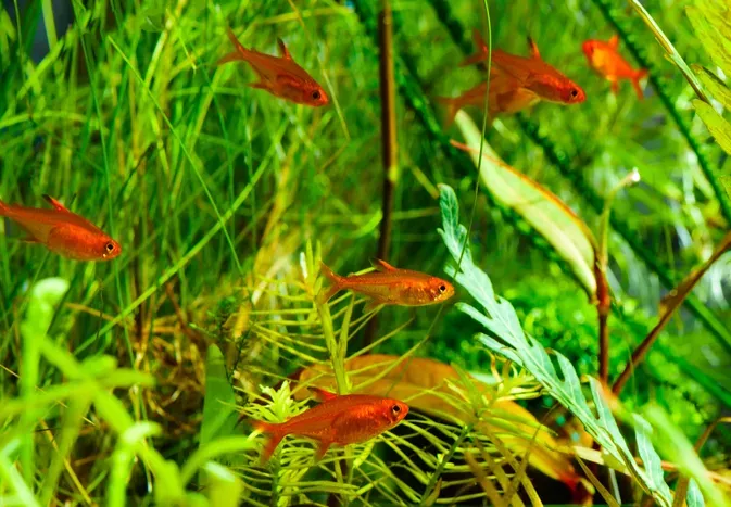 Ember Tetra: Fish Species Profile