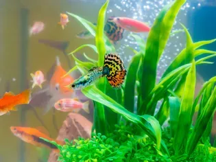 Mini Aquariums: The Pros & Cons of Small Fish Tanks