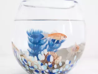 How to Clean a Fishbowl