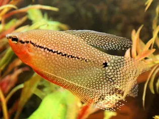 Pearl Gourami Fish Species Profile