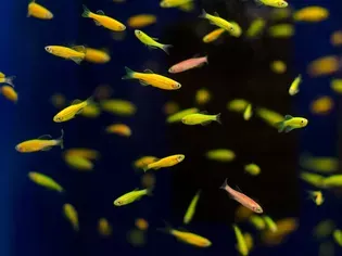 Glow In The Dark Fish