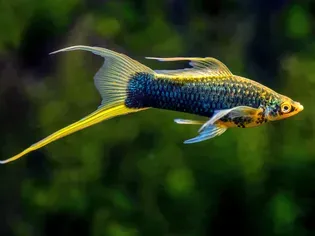 Swordtail Fish Species Profile