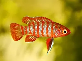 Scarlet Badis: Fish Species Profile