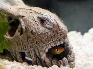 How to Coax Scared Fish to Come Out of Hiding