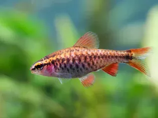 Cherry Barb: Fish Species Profile