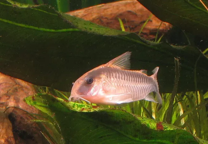 Skunk Cory: Fish Species Profile