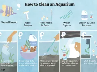 How to Clean a Dirty Fish Tank