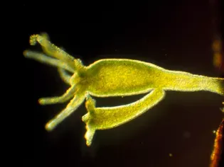 How to Combat the Aquarium Pest Hydra