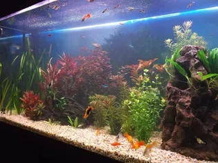 How to Fix Bacterial Bloom in Your Aquarium