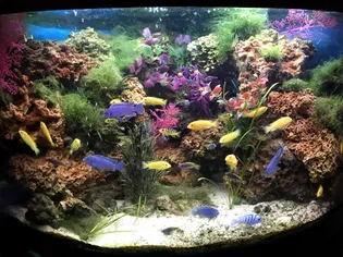 How to Set Up a Cichlid Tank