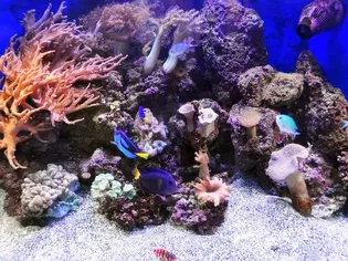 Foods for Saltwater Fish and Invertebrates