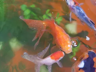 How Do Fish Get Parasites?