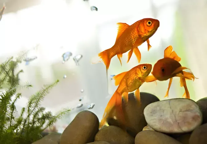 Swim Bladder Disease and Treatment in Aquarium Fish