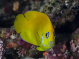 Lemonpeel Angelfish: Fish Species Profile