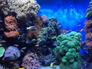 Saltwater Aquarium Fish Diseases