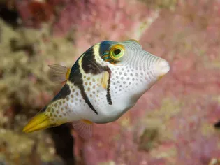 All About Pufferfish Species