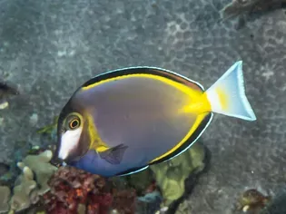 Powder Brown Tang (Acanthurus nigricans)