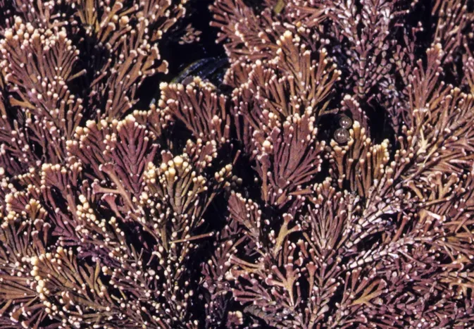 Why Coralline Algae Turns White