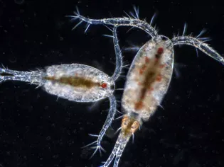 How to Culture Amphipods and Copepods (for Aquarium Owners)