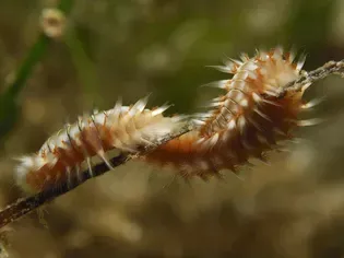 All About Bristle Worms