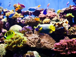 Removing Brown Diatom Algae From Saltwater Aquariums