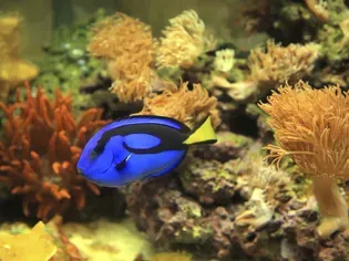 Controlling Algae in Your Saltwater Aquarium