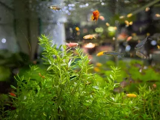 Lighting Requirements for Plants in Community Aquariums