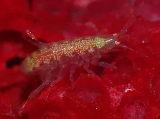 The Useful Benefits of Saltwater Copepods and Amphipods