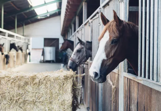 9 Facts About Horse Manure