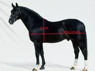 How to Measure a Horse's Weight