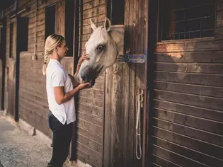 A Look at What Different Types of Horse Boarding Stables Can Offer