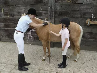 How to Measure a Horse's Height