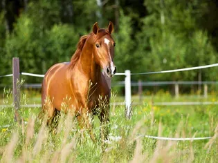 How to Find Your Horse's Pedigree