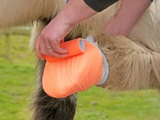 Essential Items for an Equine First Aid-Kit