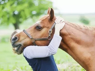 What Does a Horse Chiropractor Do?