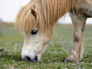 10 Best Horse and Pony Breeds for Kids